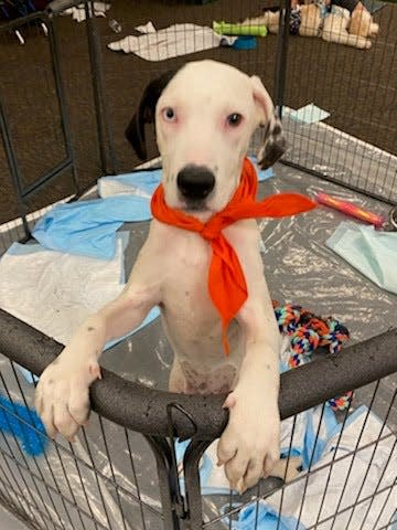 Dazzle waits on the sidelines during the taping of the 2022 Puppy Bowl. She and fellow player Moo were both adopted from the House of Paws rescue in Utica.