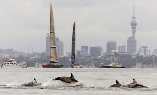 File photo shows dolphins off the coast of Auckland, New Zealand. The International Whaling Commission voiced fears for Maui's dolphins -- some of the world's smallest dolphins found only on New Zealand's North Island -- and the vaquita, a 1.5-meter (five-foot) porpoise in the Gulf of California