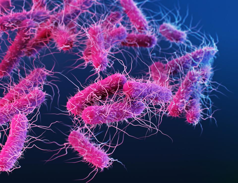 Illustration of Enterobacteriaceae bacteria. Individual bacterium are shown as pink rod shapes with multiple hair-like flagella used for motility. The Enterobacteriaceae family contains over a hundred species including Shigella, Klebsiella, Salmonella and Escherichia coli and can be found in animal guts, water and soil. Some Enterobacteriaceae members are animal and plant parasites.