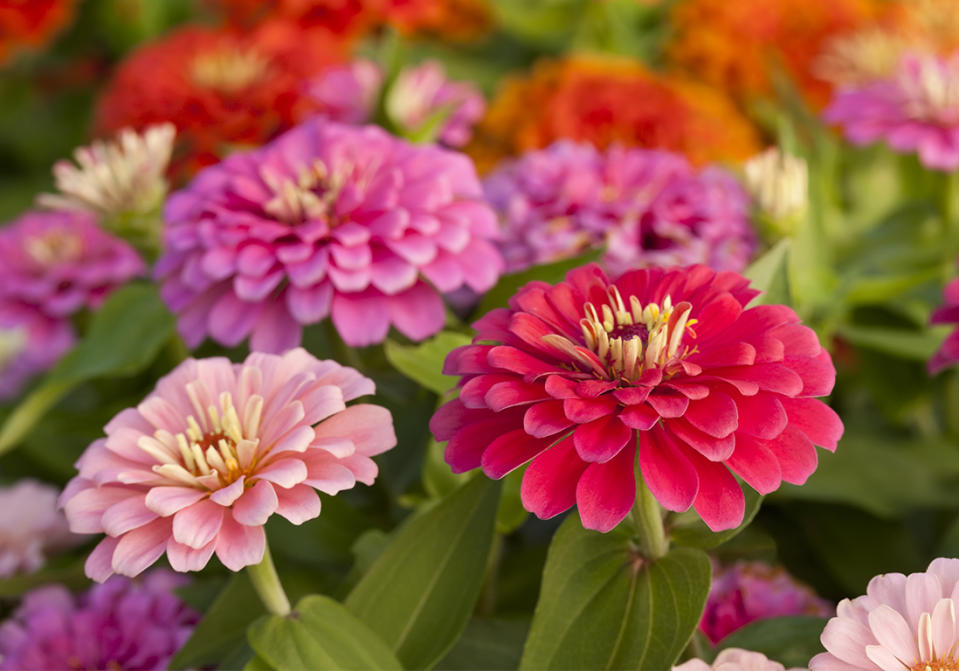 Zinnia, une fleur graphique et colorée