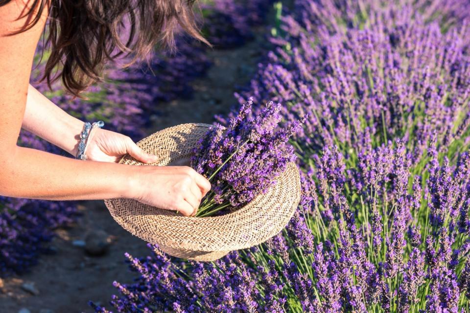 Woman picking up lavender flowers
