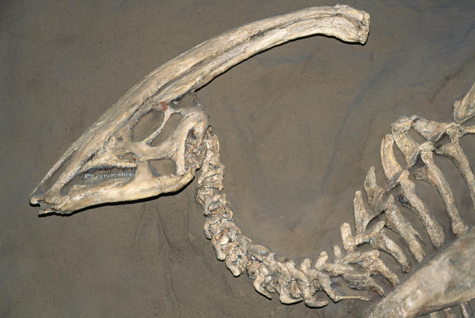 Closeup of dinosaur fossils