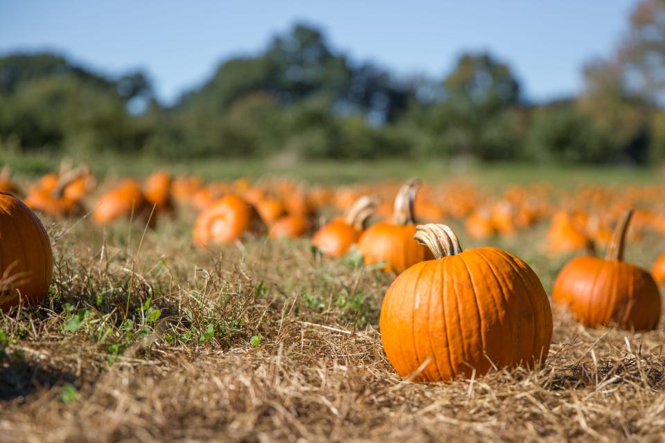 Pumpkin patch