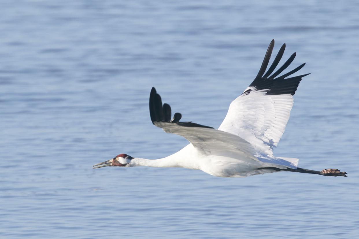 Whooping Crane in flight, Aransas National Wildlife Refuge, Texas
