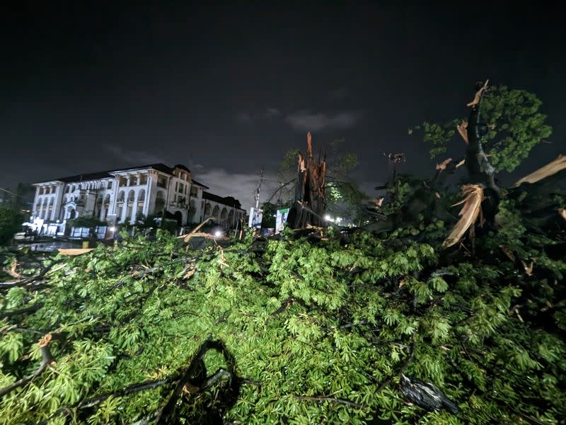 An iconic giant tropical tree fell after a heavy rainstorm in Freetown