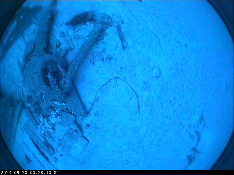 Drop camera image from SS Nemesis survey by RV Investigator - Ship's anchor with wobbegong shark. 