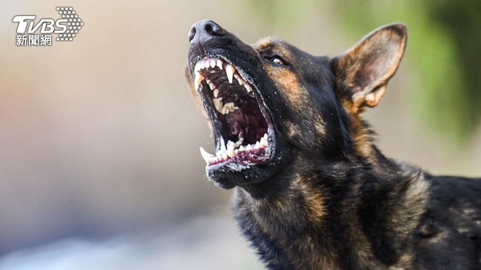 南韓誤傳70隻猛犬逃脫。（示意圖／shutterstock 達志影像）