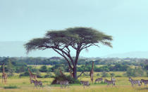 <p>The Issue: Prior to 2002, illegal hunting was placing the annual wildebeest migration under severe pressure and rapidly diminishing resident game populations, ultimately undermining safari tourism.</p> <p>The Smart Solution: In close collaboration with the Tanzanian Wildlife Division, Singita manages a team of 120 game scouts (most of them ex-poachers), who form a formidable anti-poaching unit. Illegal hunting has been virtually eradicated within the concession, thanks to these foot soldiers. </p>