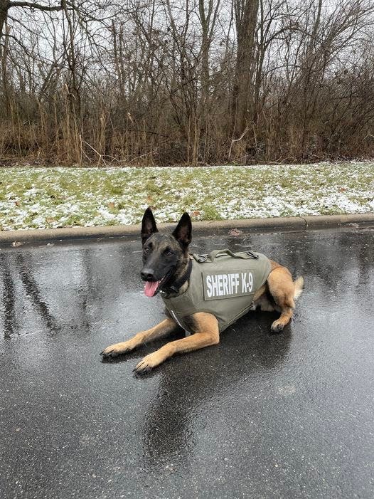 K9 Arlo of the Monroe County Sheriff's Office is pictured in his protective vest, which was donated through Vested Interest in K9s Inc.