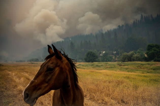 A horse glances at smoke from a pasture as the McKinney Fire burns Saturday in the Klamath National Forest, Calif. (Photo: via Associated Press)