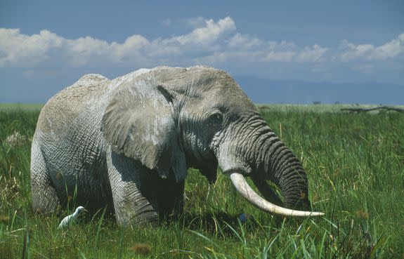 A male African "tusker" elephant in Kenya.