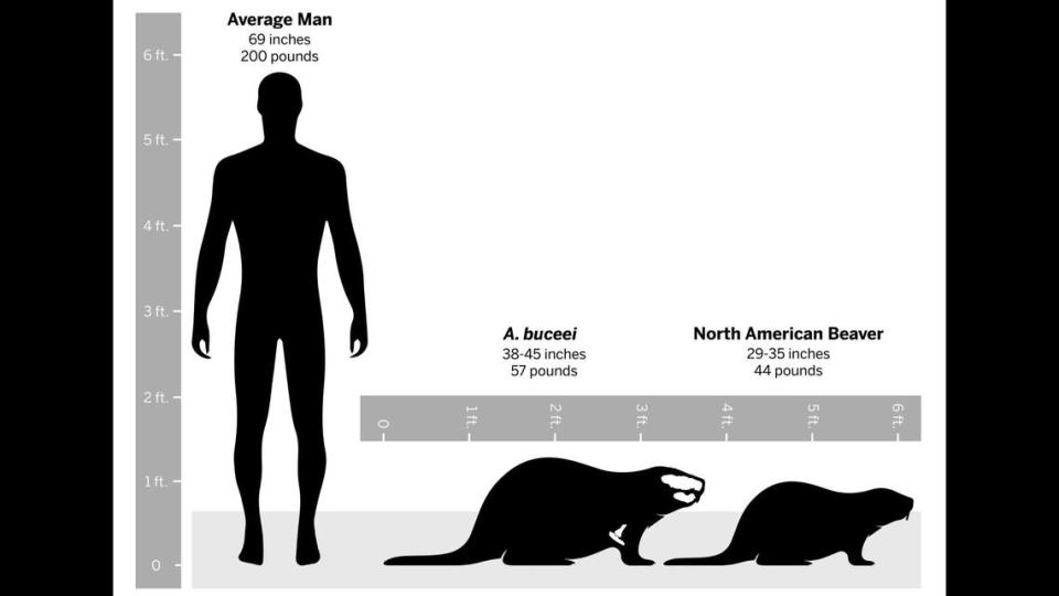 The ancient beaver was significantly larger than modern day beavers.