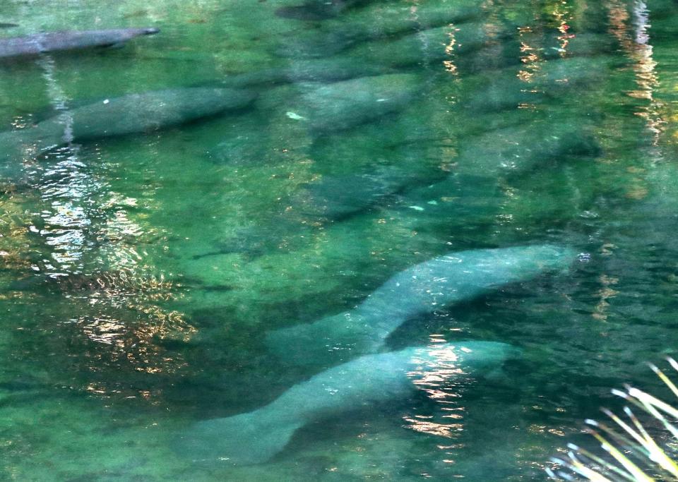 Manatees gather on Tuesday in the spring run at Blue Spring State Park in Orange City. This week's cold weather yielded a record count of 663 manatees on Tuesday, as the mammals seek out the warm 72-degree spring water.