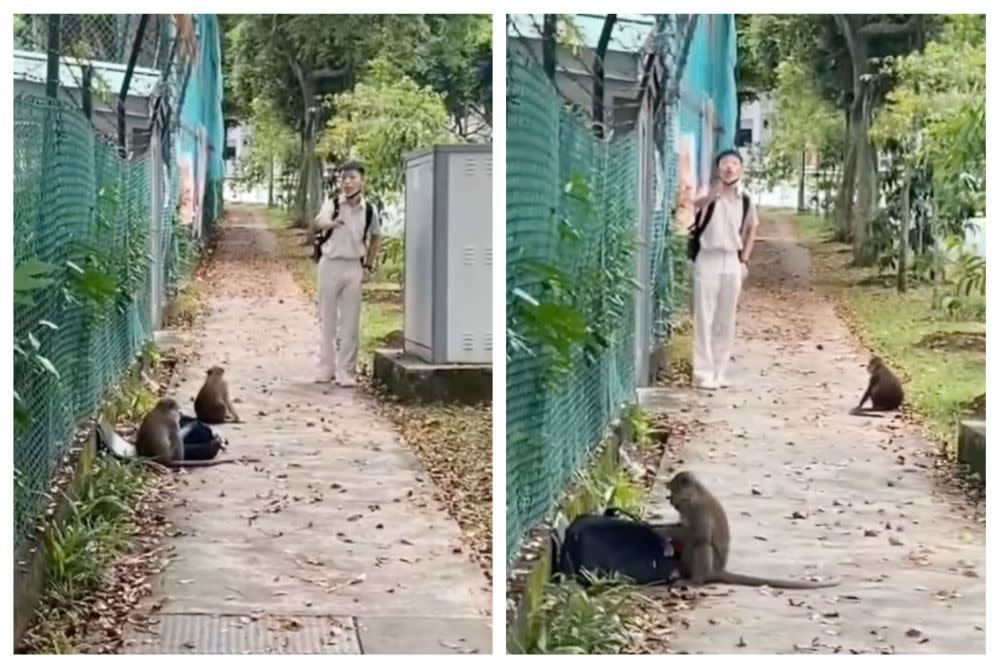 The boy offered the aggressive macaques his can of Coke but they weren’t interested. ― Screengrabs via Facebook