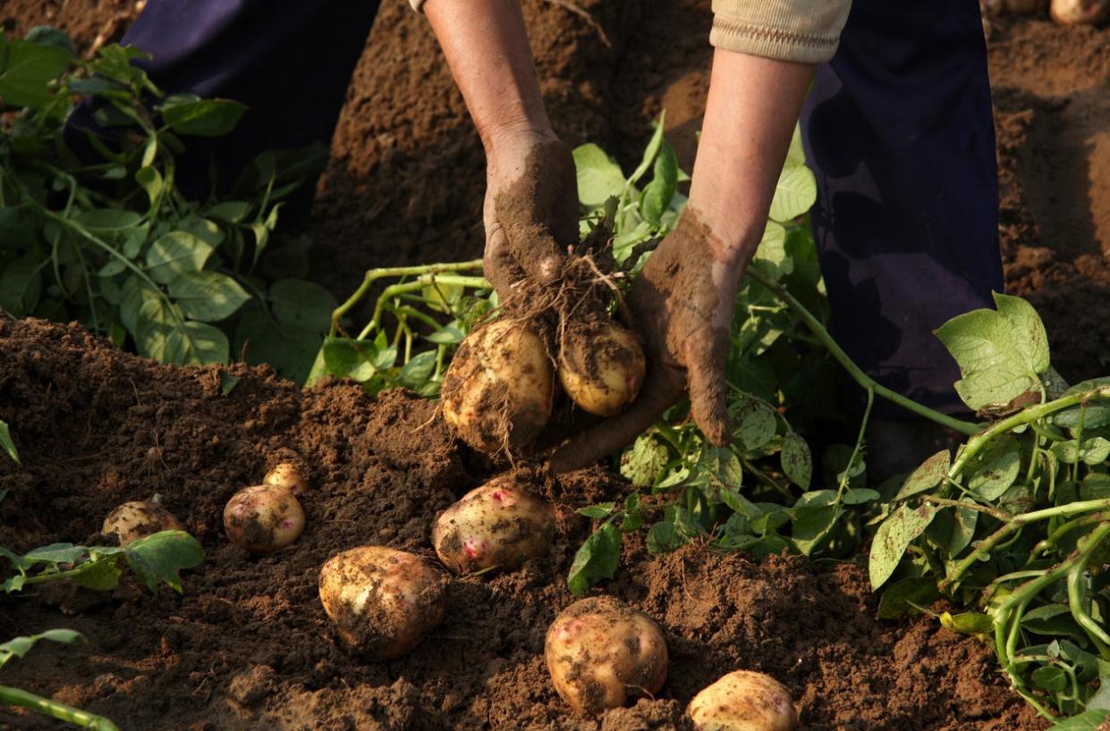 Pulling potatoes from dirt.