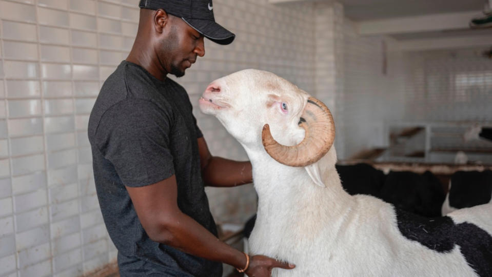 塞內加爾的「拉多姆綿羊」養殖戶加地亞加，和他的羊BRT。美聯社