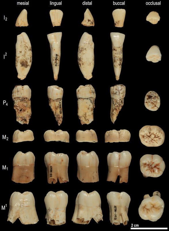 Handout photo of teeth from the extinct human species Homo antecessor unearthed at the Gran Dolina site in Spain