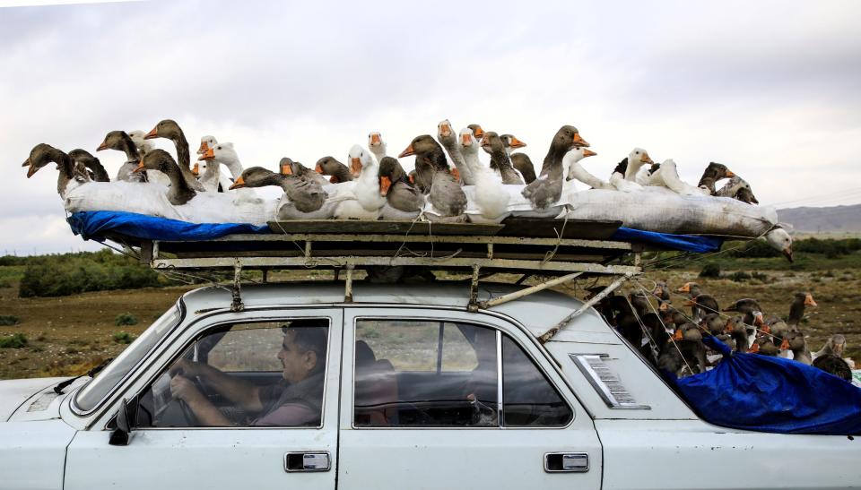 A man carries geese on top of his car as he drives on a highway that leads to the city of Ganja, Azerbaijan October 21, 2020.