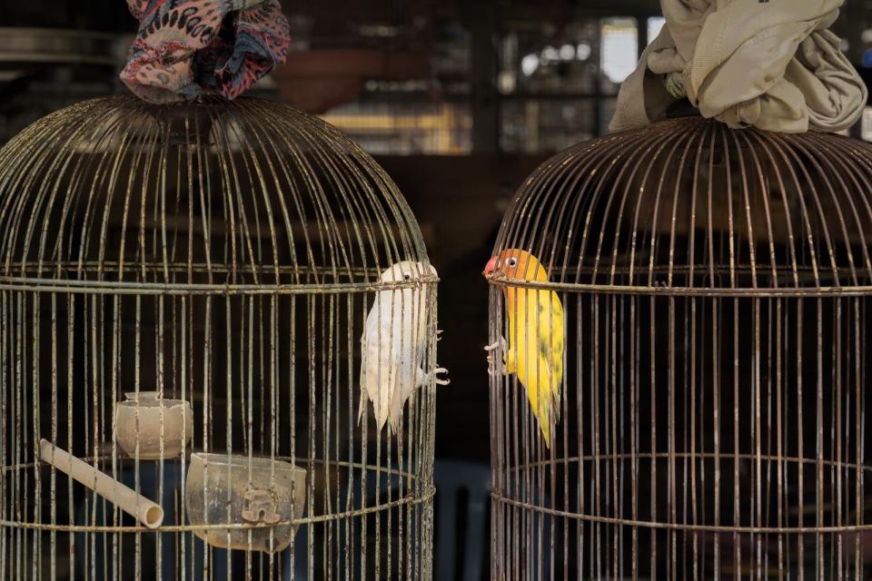 「年度鳥類攝影師」攝影獎「保育」獎項二獎。©Cheng Kang/ Bird Photographer of the Year