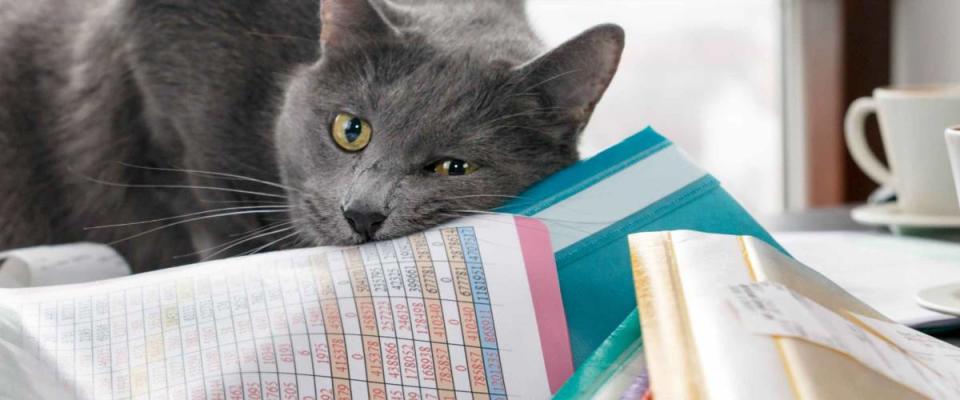 The cat makes a mess on the desk