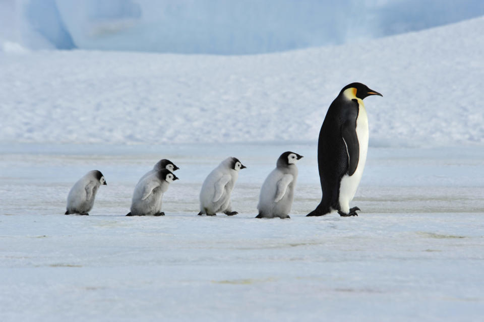 全球暖化使南極冰層融化，當冰層提前融化或變薄，企鵝會停止繁殖，隨著海冰減少，牠們的食物也會減少。在最壞的情境下，本世紀末皇帝企鵝的數量可能減少99%。