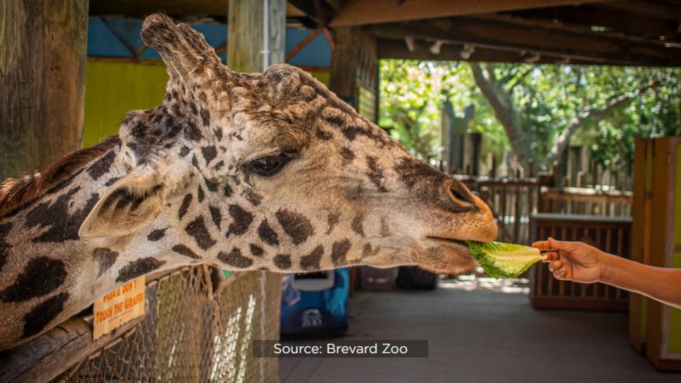 Brevard Zoo’s Rafiki the giraffe is celebrating his 25th birthday on Wednesday.