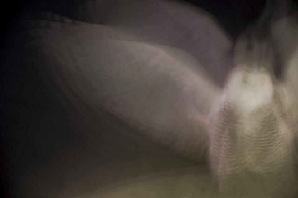 In a long exposure photo, a rare snowy owl takes flight from atop the large marble orb of the Christopher Columbus Memorial Fountain at the entrance to Union Station in Washington, Saturday, Jan. 8, 2022. (AP Photo/Carolyn Kaster)