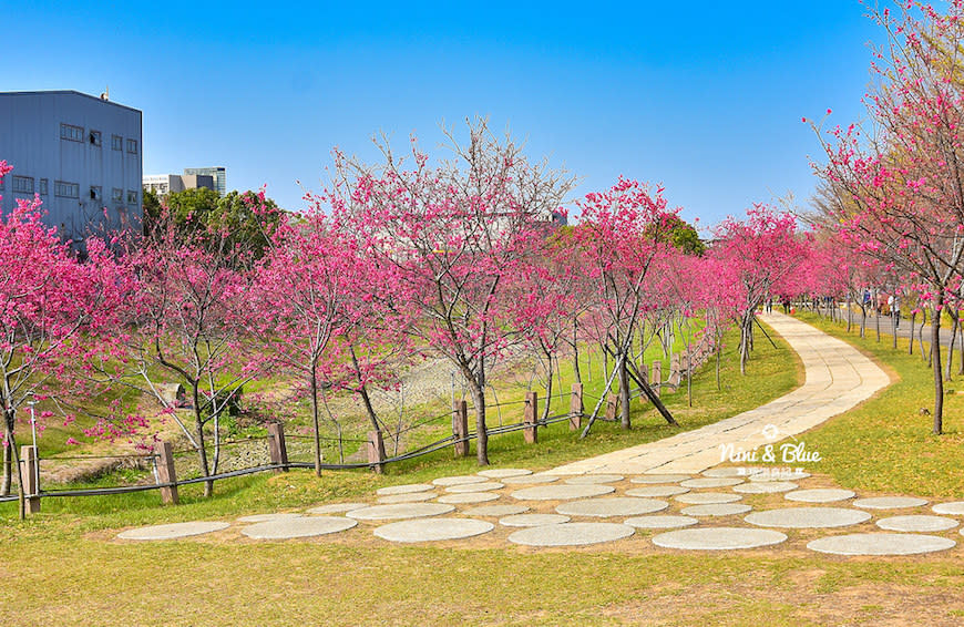 台中后里｜2021 中科崴立櫻花公園