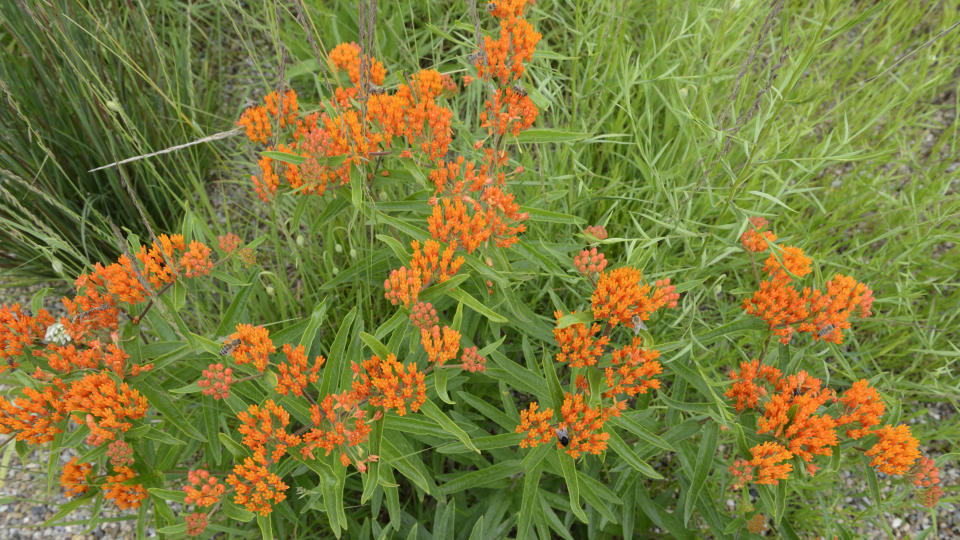 Plants for butterfly garden (Butterfly Weed Asclepias tuberosa)