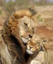 <p>Two lions cuddle at Kruger National Park, South Africa. (Photo: Neels Du Plooy/Caters News) </p>