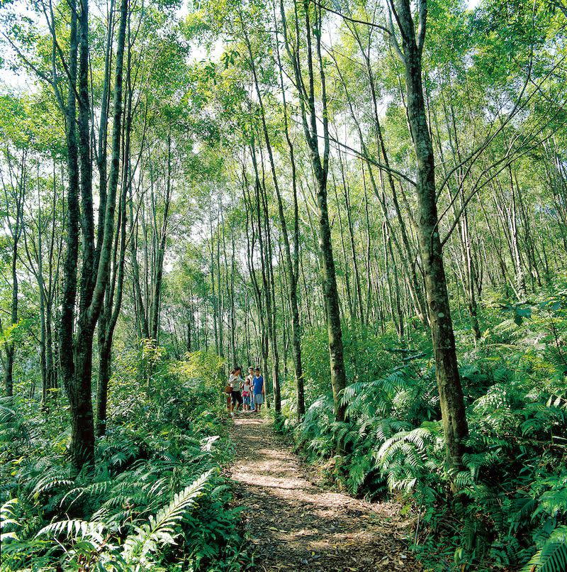 拳頭姆步道全長1.3公里，周邊為烏心石及肖楠造林，還有生機盎然的蕨類植物。圖/山林悠游網