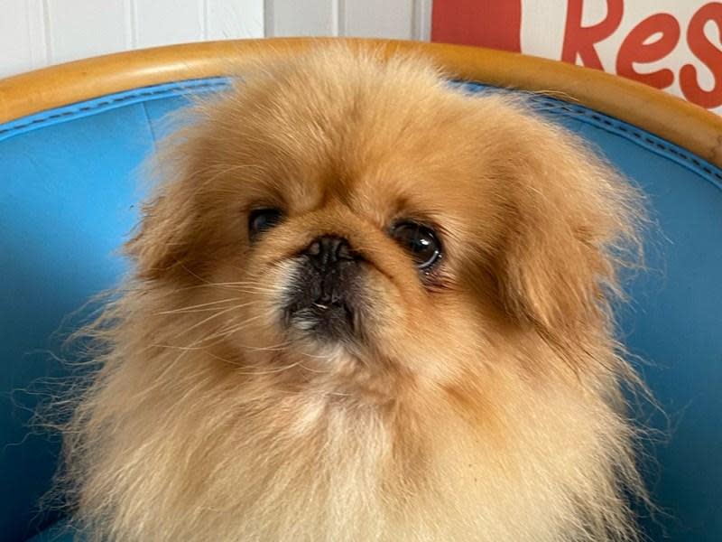 Western Telegraph: Prince is a five year old Pekingese who gets on well with other dogs.