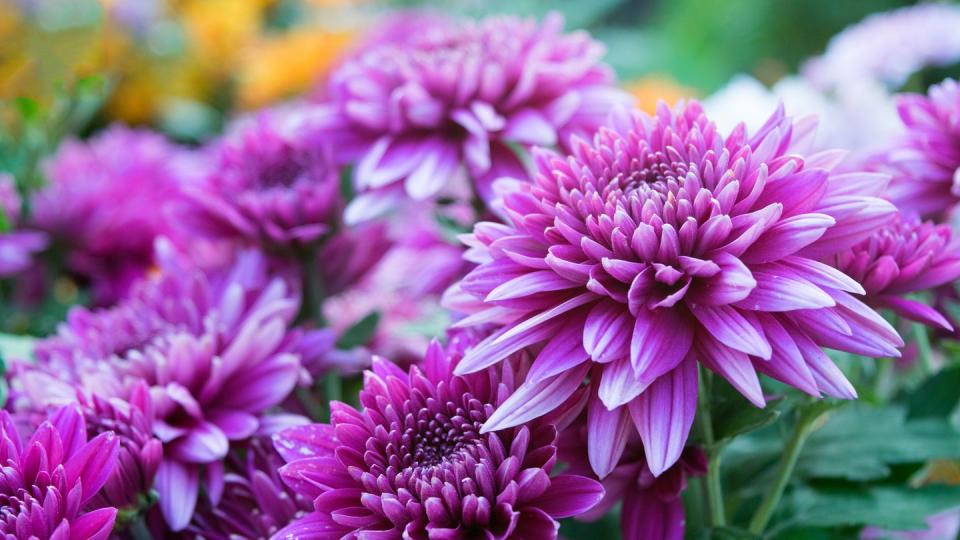 mums, close up soft purple chrysanthemum flowers nature