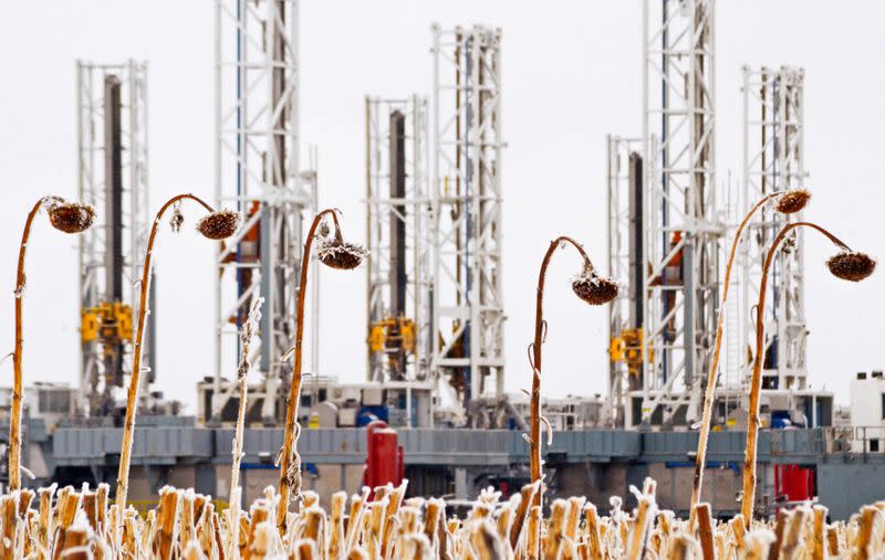 FILE PHOTO: Dead sunflowers stand in a field near dormant oil drilling rigs which have been stacked in Dickinson, North Dakota