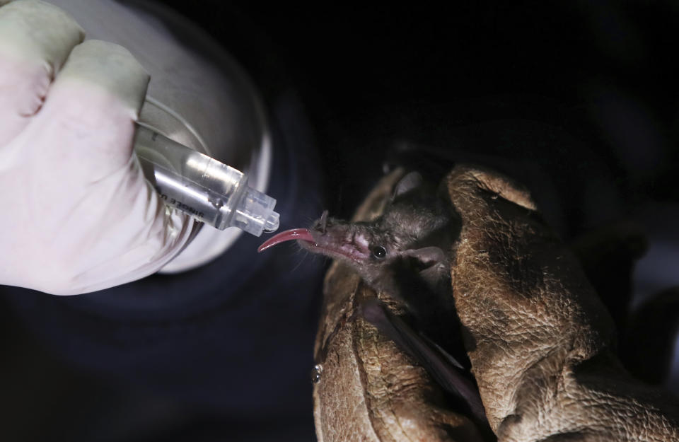 A Mexican long-tongued bat is fed sugar water with a syringe after it was briefly captured and released for a study by Mexico's National Autonomous University, UNAM, Ecology Institute biologist Rodrigo Medellin at the university's botanical gardens in Mexico City, Tuesday, March 16, 2021. The small dose of sugar water is given to help it recover from the stress and helps obtain stool samples that can shed further light on its diet. (AP Photo/Marco Ugarte)