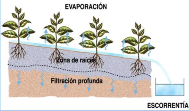 El experimento que demuestra la importancia de los árboles en tan solo 40  segundos