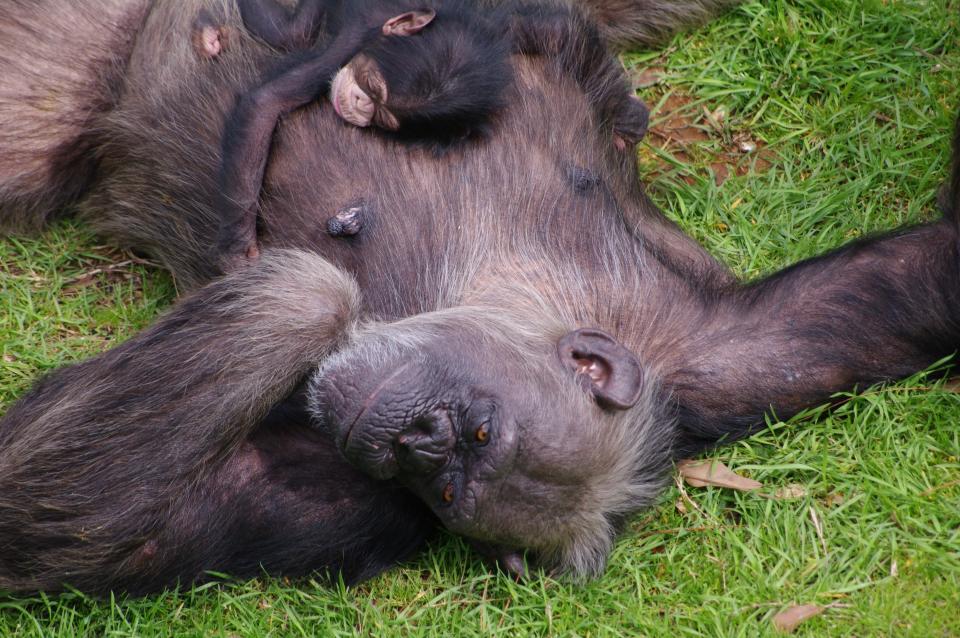 The mystery began when 29-year-old chimp Flora gave birth unexpectedly on Valentine's Day. Sanctuary officials are now conducting paternity tests to determine which of five male chimps at the sanctuary could be the baby's father.