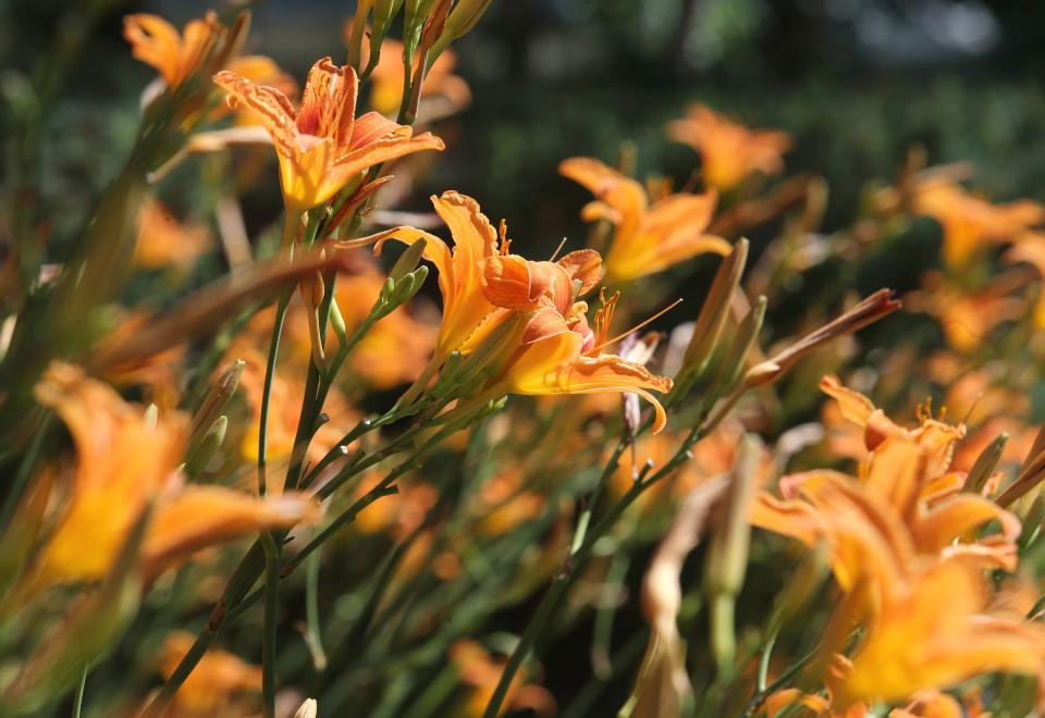 Orange daylilies bloom in the sun in Plain Township on Thursday, June 30, 2022. They are visible along roadways  throughout Stark County this time of year. The blossoms often close and night and open during the day. 