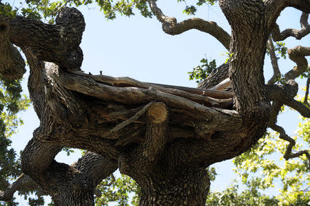 The platform on the oak tree where Michael Jackson would sit in to write his songs is pictured next to his main house in Neverland Ranch in Los Olivos, California July 3, 2009. REUTERS/Phil Klein