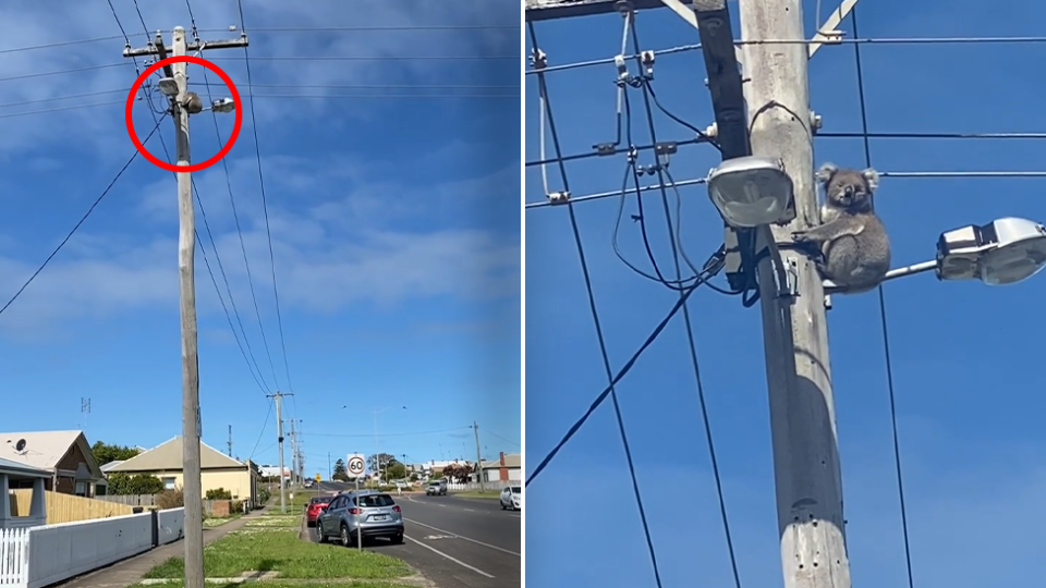 A koala was forced to seek refuge up a power pole after nearby trees were cut down. Source: Helen Oakley