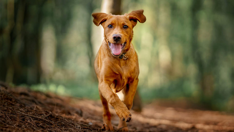 Dog running in a forest