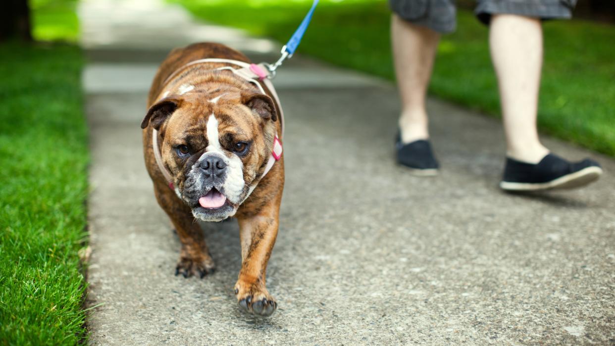  Person taking their English bulldog for a walk. 