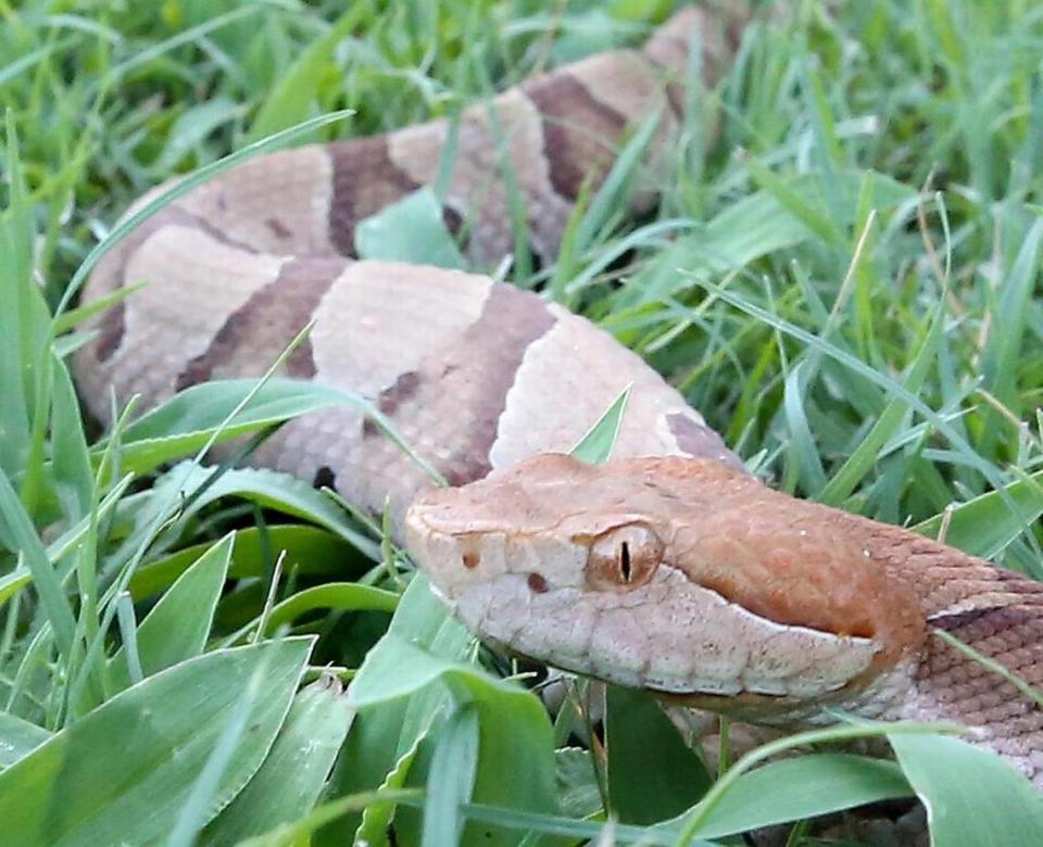 A copperhead in the grass at Hayden Cavender’s shop in the Little River community on Monday, July 18, 2016.