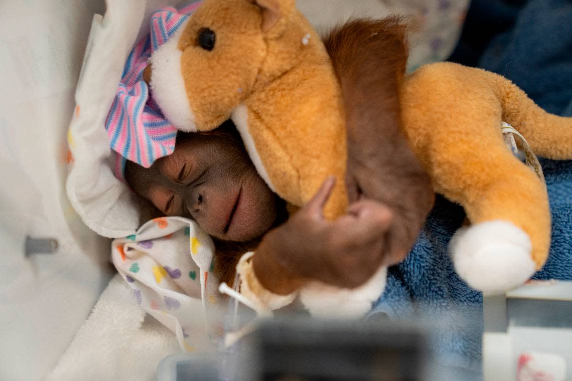 The baby orangutan was born via C-section.