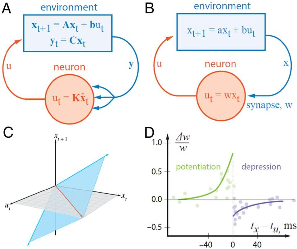 <br>(A) 表示神經元作為閉環反饋控制器的示意圖。(B) 一個通過調整突觸權重（即控制規則中的變量）來控制的完全觀測動力系統的簡圖。(C) 觀察值和控制對（藍色平面）的有效配對子空間由先前觀察到的狀態（藍色向量）所跨越。有效動力子空間與平面相交的地方定義了控制規則（紅色線）。(D) STDP（尖峰時序依賴性可塑性）：突觸權重的相對變化與突觸前和突觸後尖峰之間的時間間隔顯示了增強（因果）和抑制（反因果）窗口。（圖／PNAS）