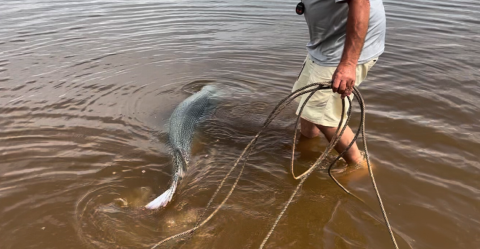 Kirk Kirkland used a lasso to help corral the alligator gar.