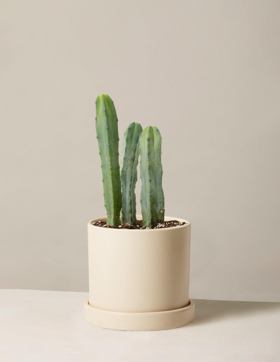 <p><a href="https://go.redirectingat.com?id=74968X1596630&url=https%3A%2F%2Fwww.thesill.com%2Fproducts%2Fblue-candle-cactus&sref=https%3A%2F%2Fwww.womenshealthmag.com%2Flife%2Fg37236064%2Fbest-gifts-under-50%2F" rel="nofollow noopener" target="_blank" data-ylk="slk:Shop Now;elm:context_link;itc:0;sec:content-canvas" class="link ">Shop Now</a></p><p>Blue Candle Cactus</p><p>thesill.com</p><p>$47.00</p>