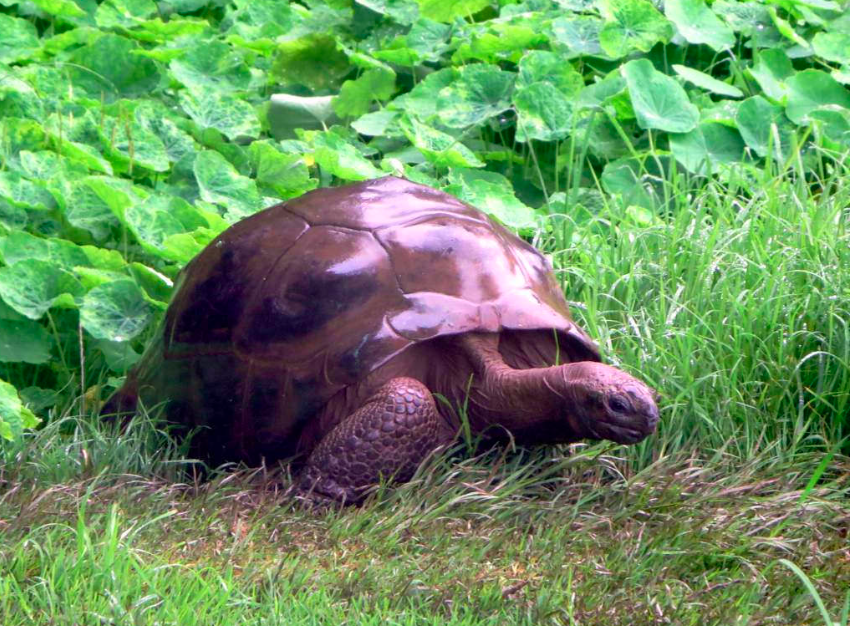 Jonathan (tortoise) - Wikipedia