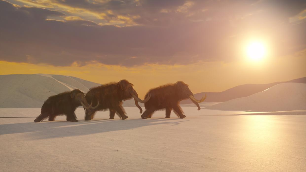  An illustration of three mammoths striding across a snow-covered landscape. 