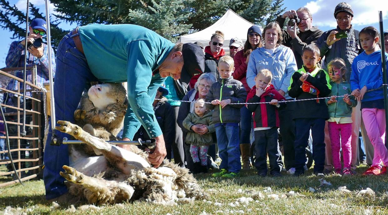 Sheep shearing demonstration at the Trailing of the Sheep Festival in Idaho.
